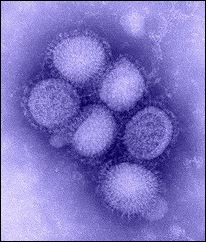 H1N1 Virus